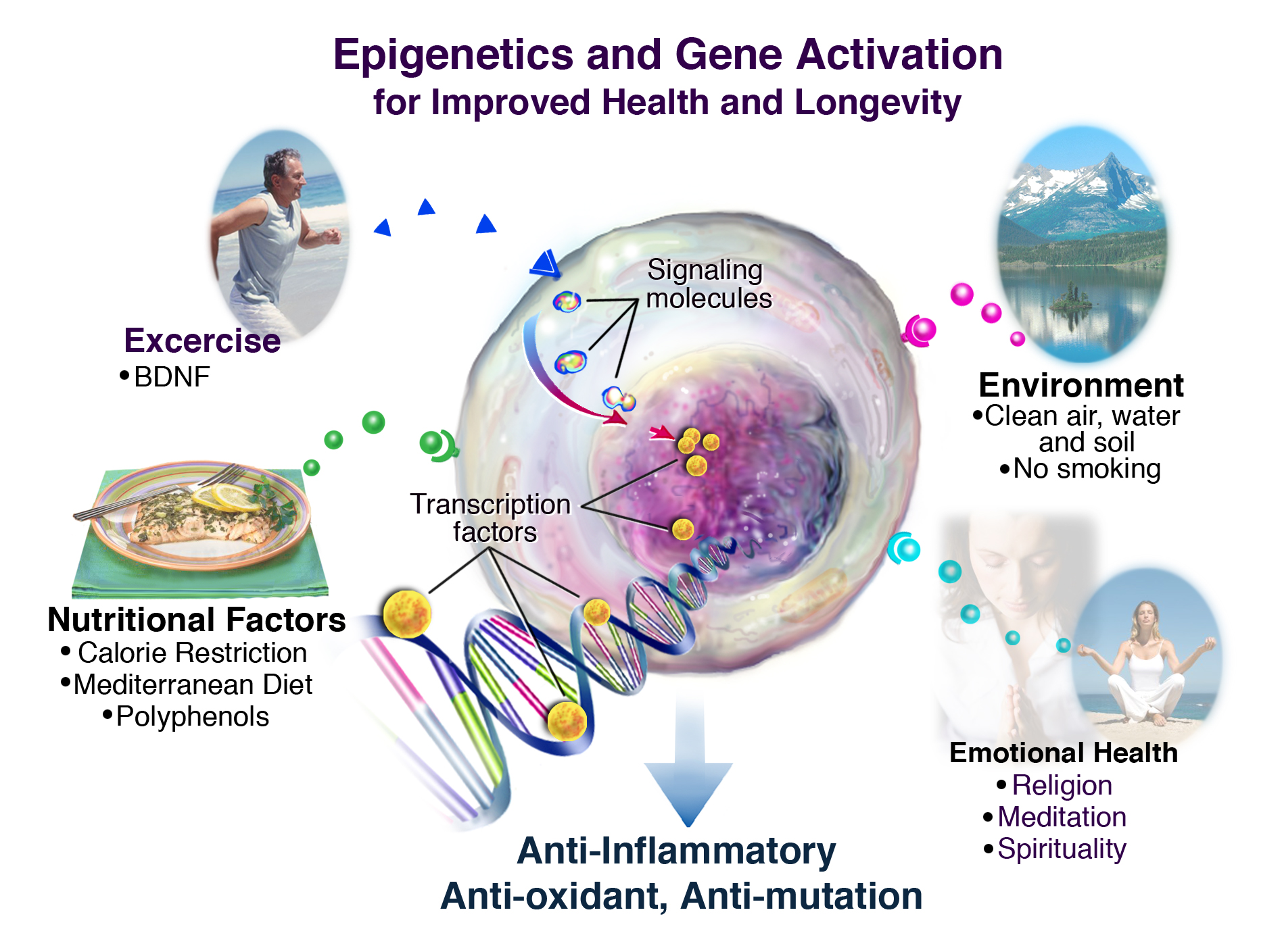 Genetics Negligible Senescence And ‘the Warrior Gene