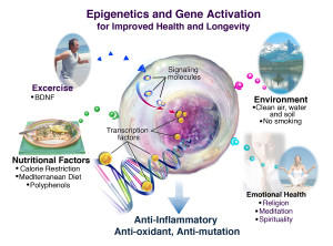 Epigenetics